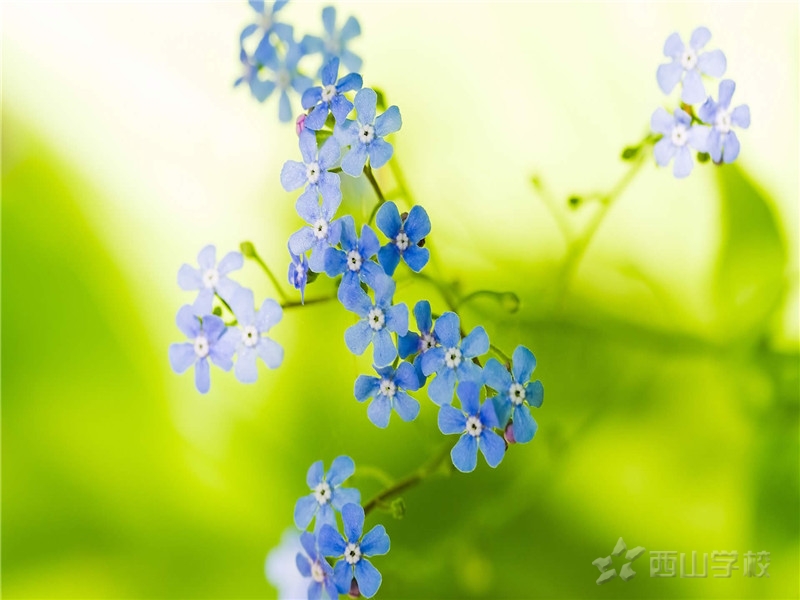 师恩难忘——王文全 八(5)班 【征文】