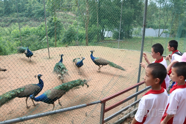 拥抱自然,体验生活——福建西山学校小学部开展研学旅行活动